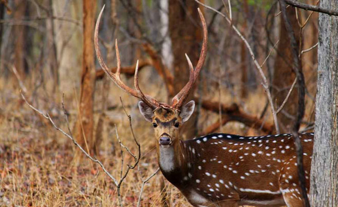 Pench National Park - Travel to Pench – Pench MP Tourism