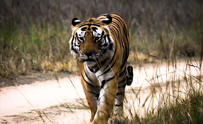 Pench National Park - Travel to Pench – Pench MP Tourism