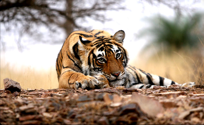 Ranthambore Tour packages- Ranthambore Online Safari Booking